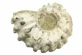 1 3/4 to 2" Tractor Ammonite (Douvilleiceras) Fossils - Photo 3